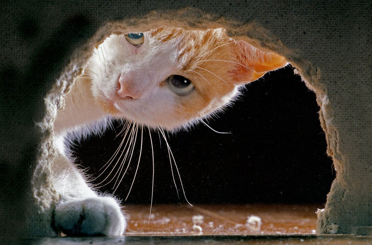 Cat Territorial Kattak