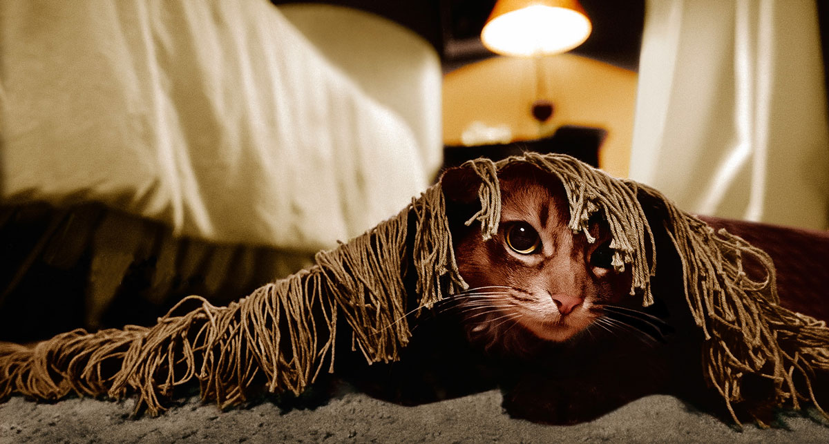 Cats with territorial behaviour