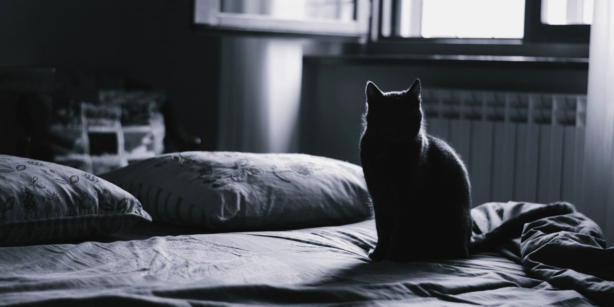 Changing Sheets with a Cat – Making an ordinary situation extraordinary!