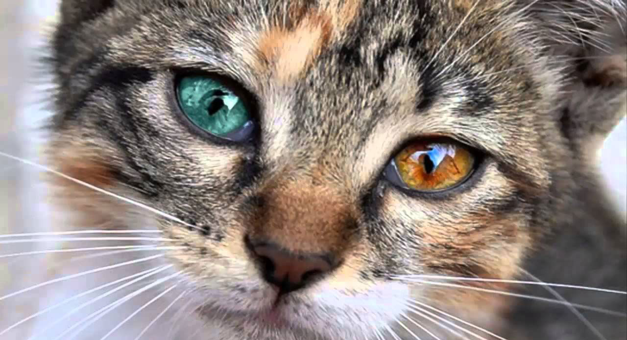 Your unique cat – what makes them who they are?