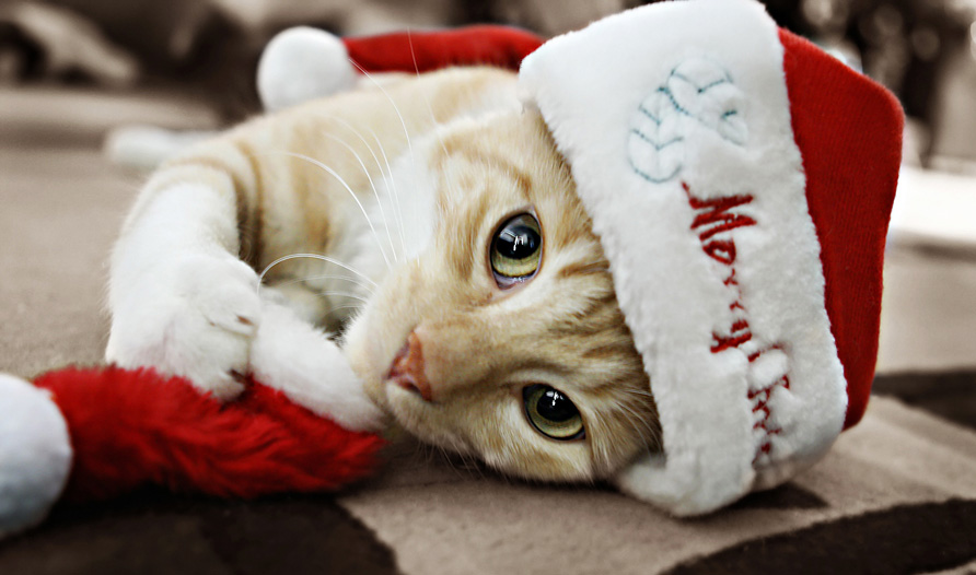 My 3 Christmas do’s and don’ts with cats