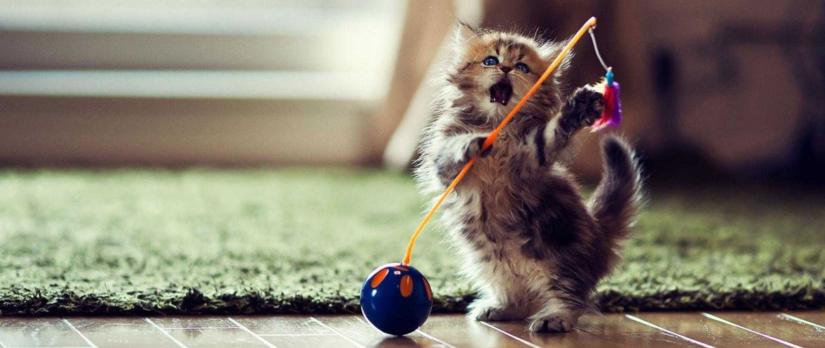 Cat Toys – The fun Stuff