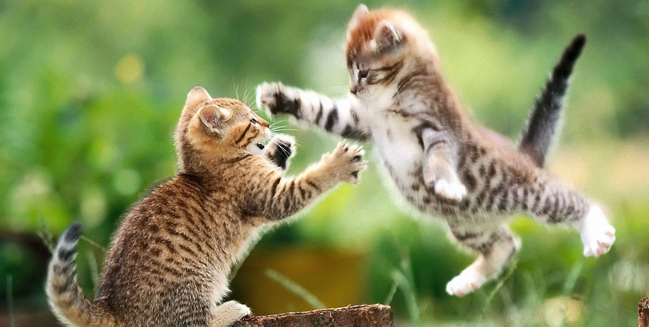 Cats Playtime – when to intervene