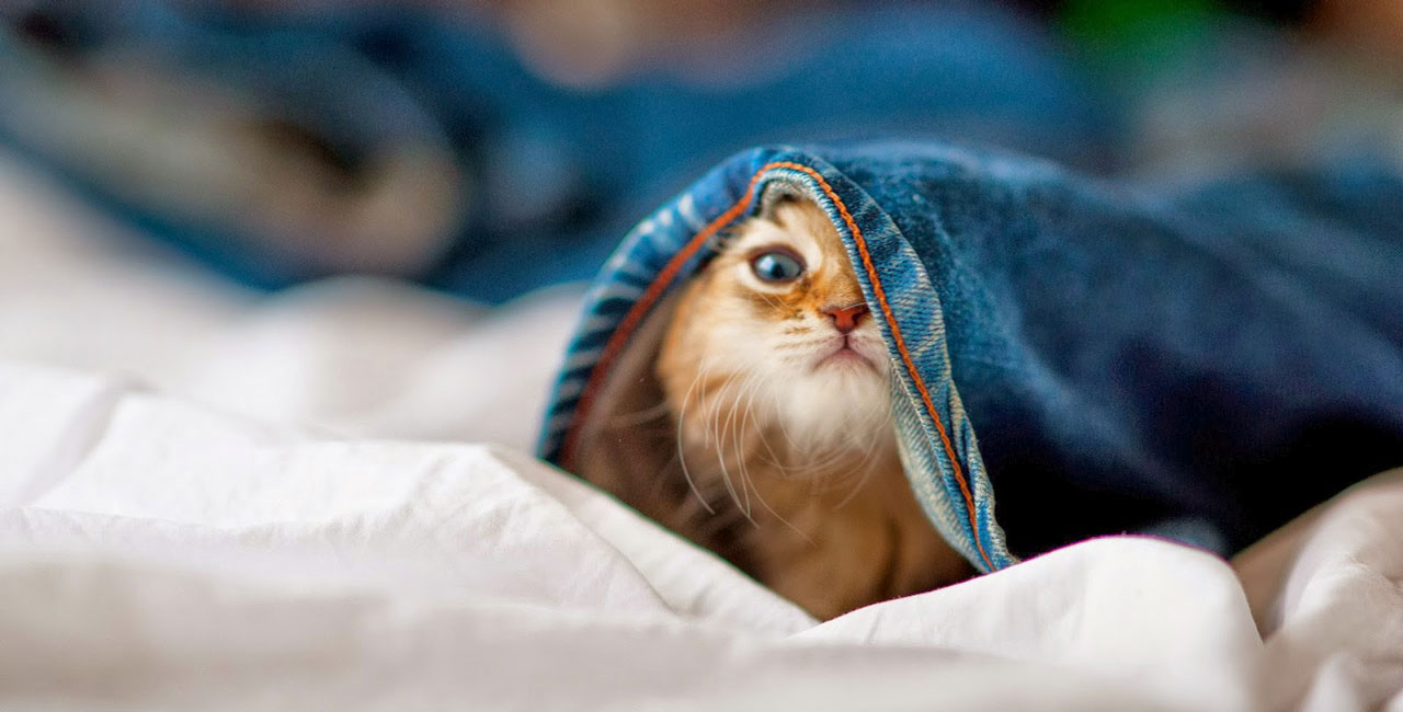 Why is my cat doing that?