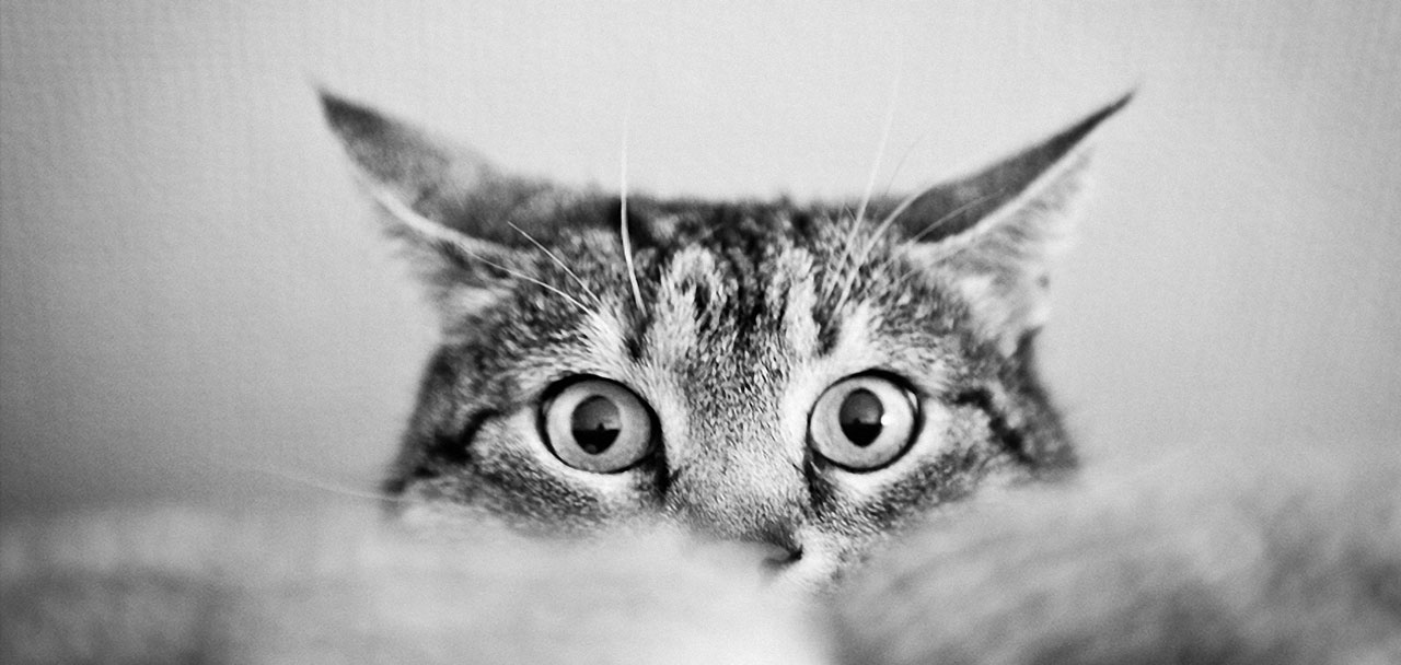 Cats and Others at Home