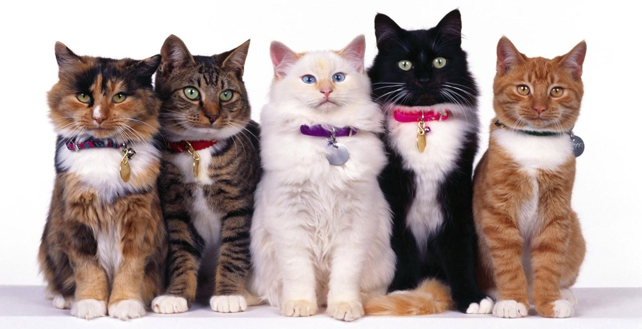 Cat Coat Colours – what do they mean?