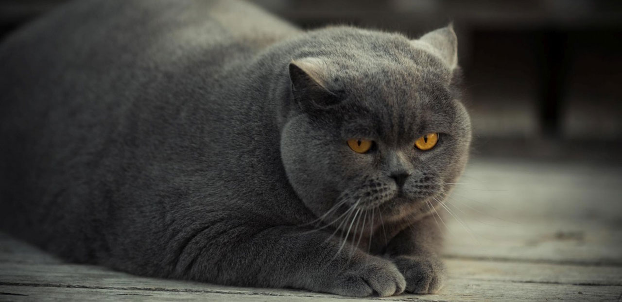 What is the Ideal Weight for Cats?