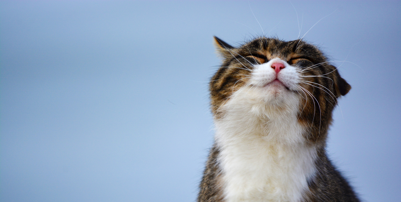 What personality does your cat have?