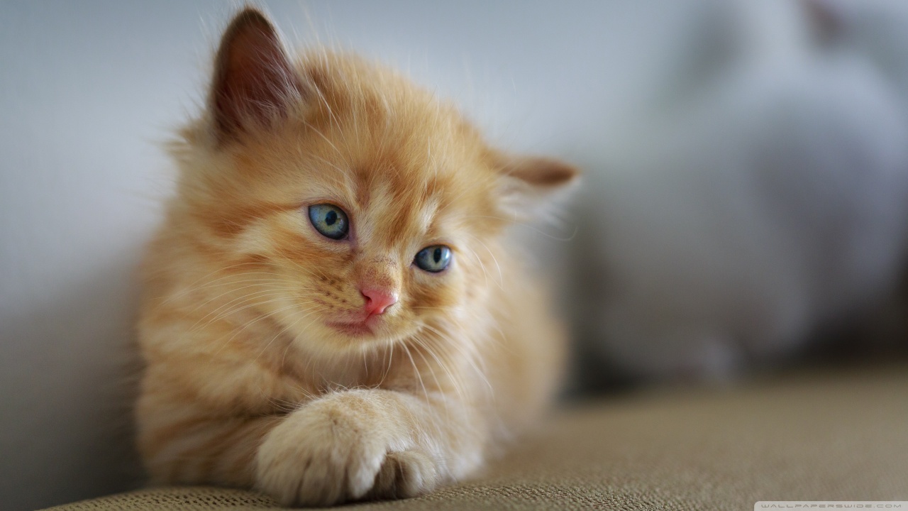 3 Things to remember when bringing home a kitten