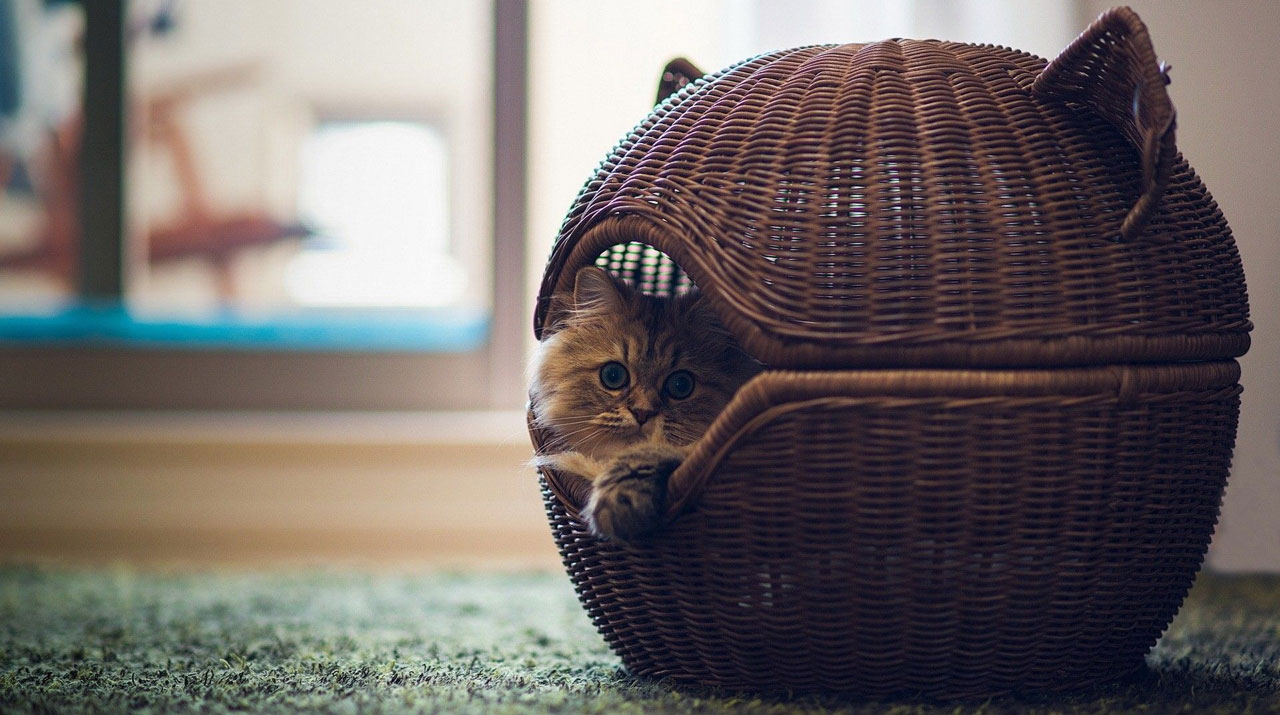 Making your home cat approved