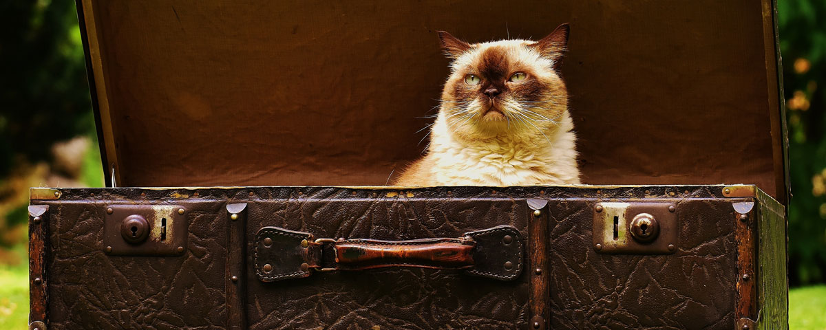 Thinking of giving your cat away?  4 reasons why you should reconsider