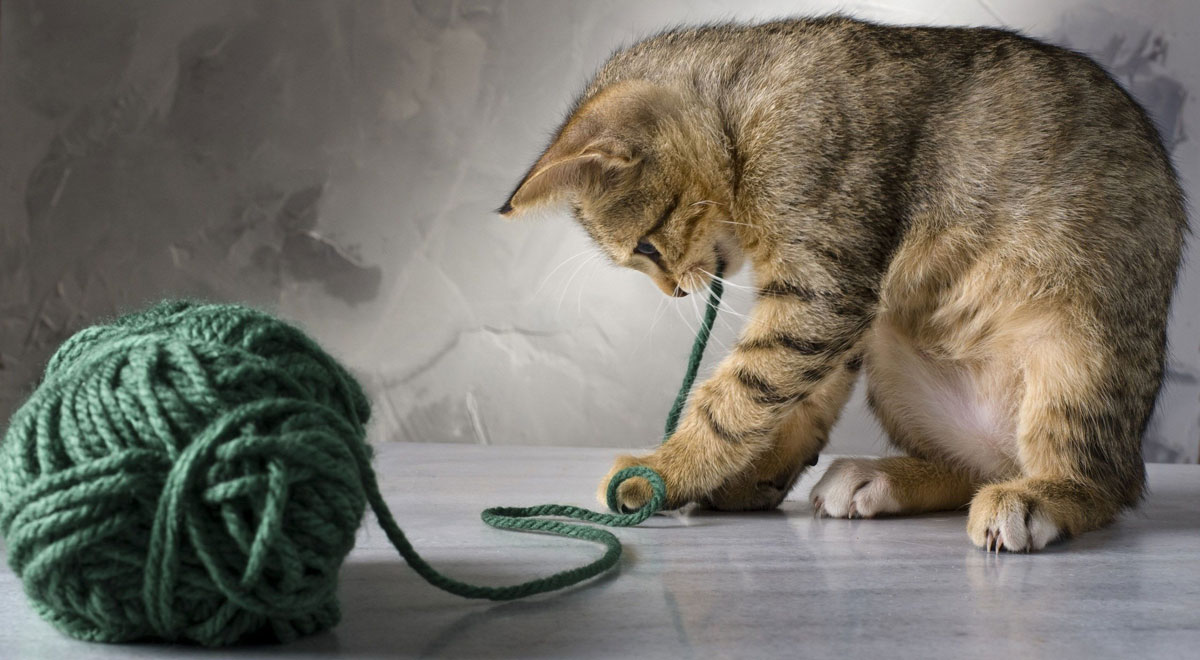 Organised Chaos with Cats