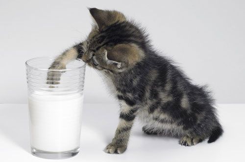 Cats love cow’s milk
