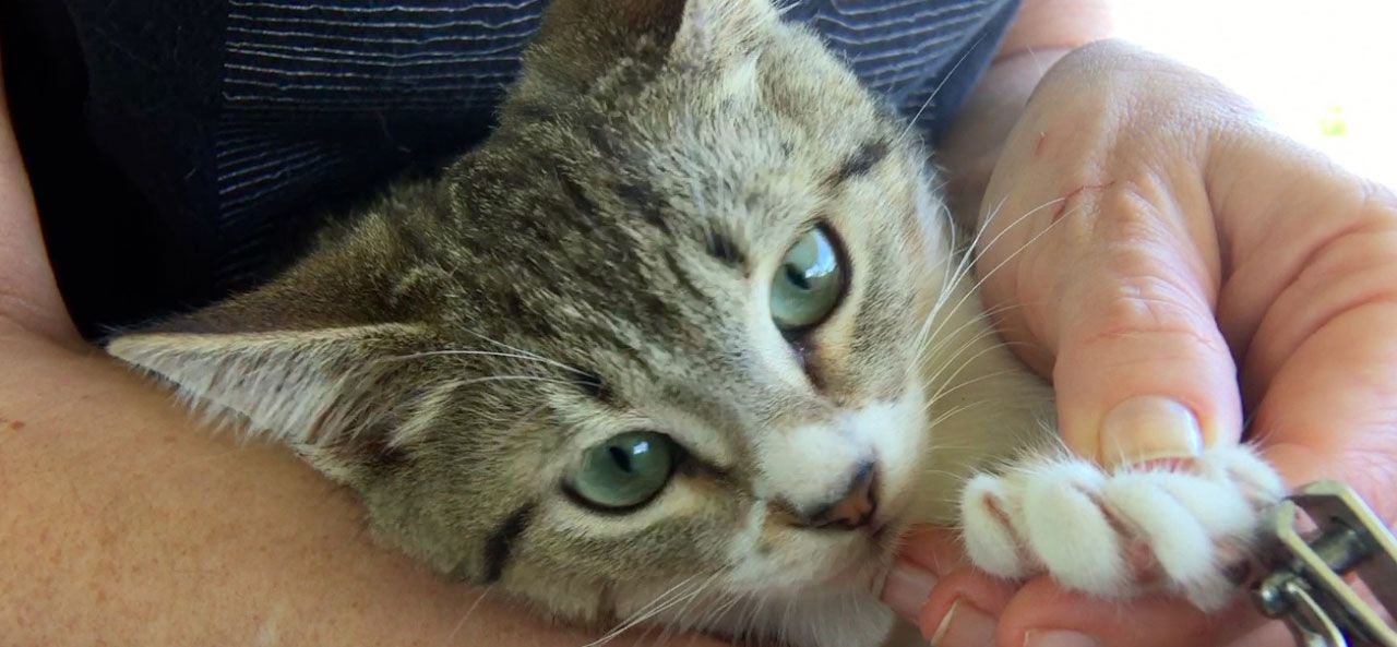 Cat Trimming the Claws