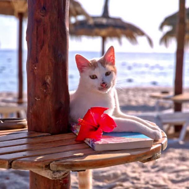 Catteries in South Africa