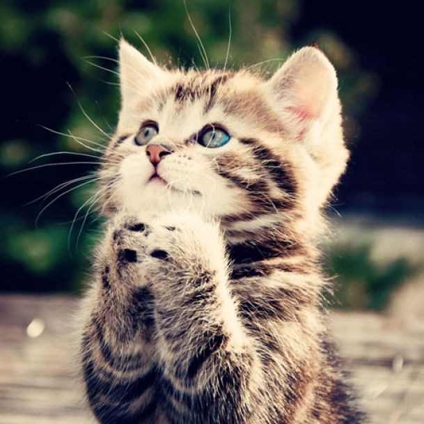 Cat shelters in South Africa