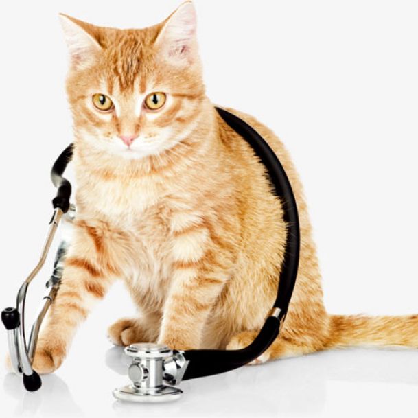 Vets in South Africa